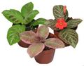 Episcia Assortement